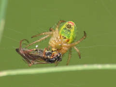 Araniella opisthographa