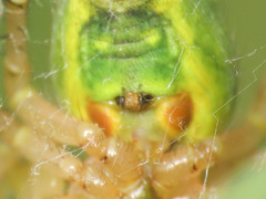 Araniella opisthographa