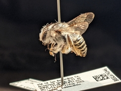 Megachile casadae