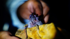 Macrotus waterhousii