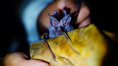 Macrotus waterhousii