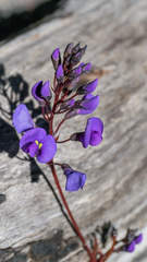 Hardenbergia violacea