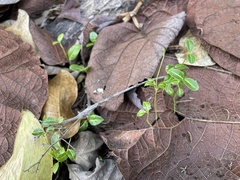 Malpighia fucata