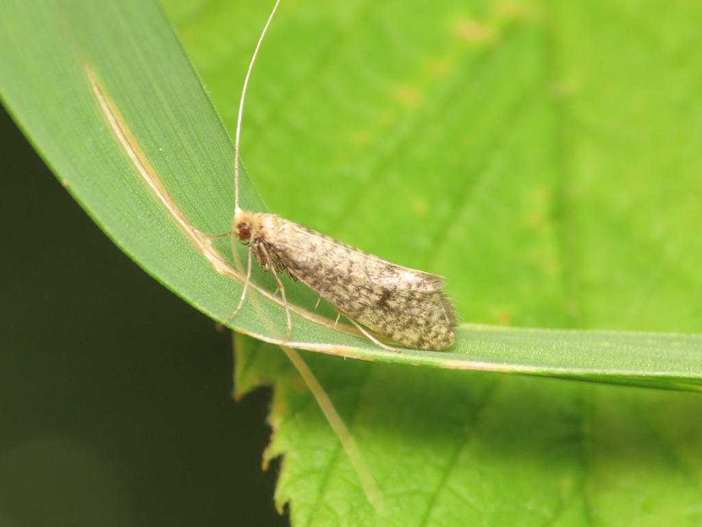 Nematopogon robertella