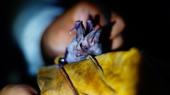 Macrotus waterhousii