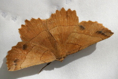 Euchlaena johnsonaria