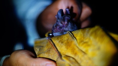 Macrotus waterhousii