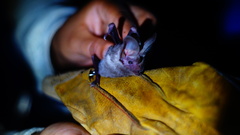 Macrotus waterhousii