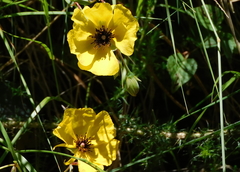 Tuberaria globulariifolia
