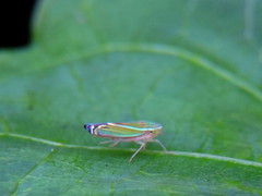 Sibovia