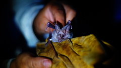 Macrotus waterhousii