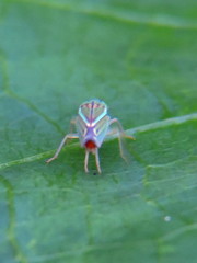 Sibovia