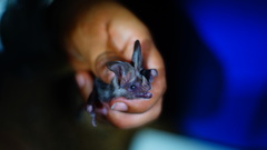 Macrotus waterhousii