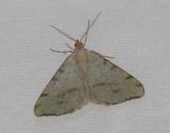 Macaria evagaria