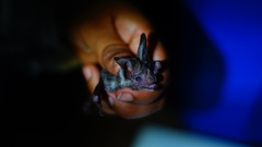 Macrotus waterhousii