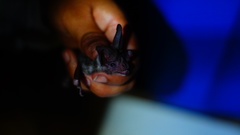 Macrotus waterhousii