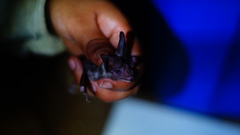 Macrotus waterhousii