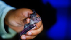 Macrotus waterhousii