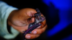 Macrotus waterhousii