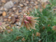 Trifolium kingii