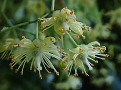 Tilia euchlora
