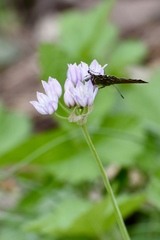 Allium drummondii