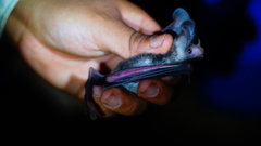 Macrotus waterhousii