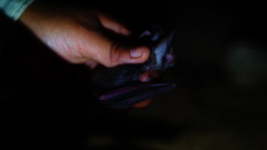 Macrotus waterhousii