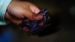 Macrotus waterhousii