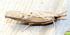 Fissicrambus quadrinotellus