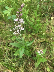 Iodanthus pinnatifidus