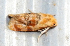 Cochylis bucera