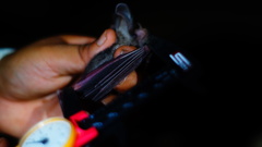 Macrotus waterhousii