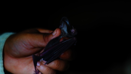 Macrotus waterhousii