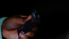 Macrotus waterhousii