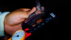 Macrotus waterhousii