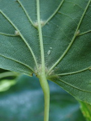 Tilia euchlora