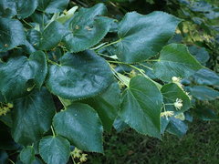 Tilia euchlora