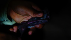 Macrotus waterhousii