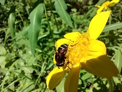 Eristalis cryptarum