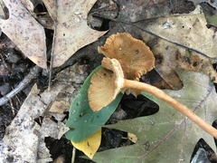 Inocybe calospora