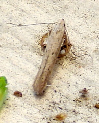 Isophrictis trimaculella