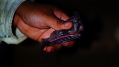 Macrotus waterhousii