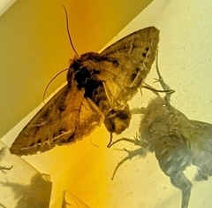 Apamea monoglypha