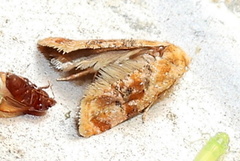 Cochylis bucera