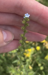 Myosotis arvensis