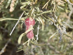 Asphondylia atriplicis