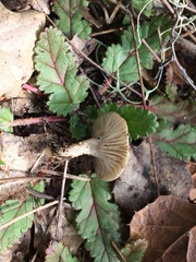 Spodocybe trulliformis