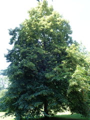 Tilia euchlora
