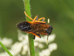 Tenthredo crassa